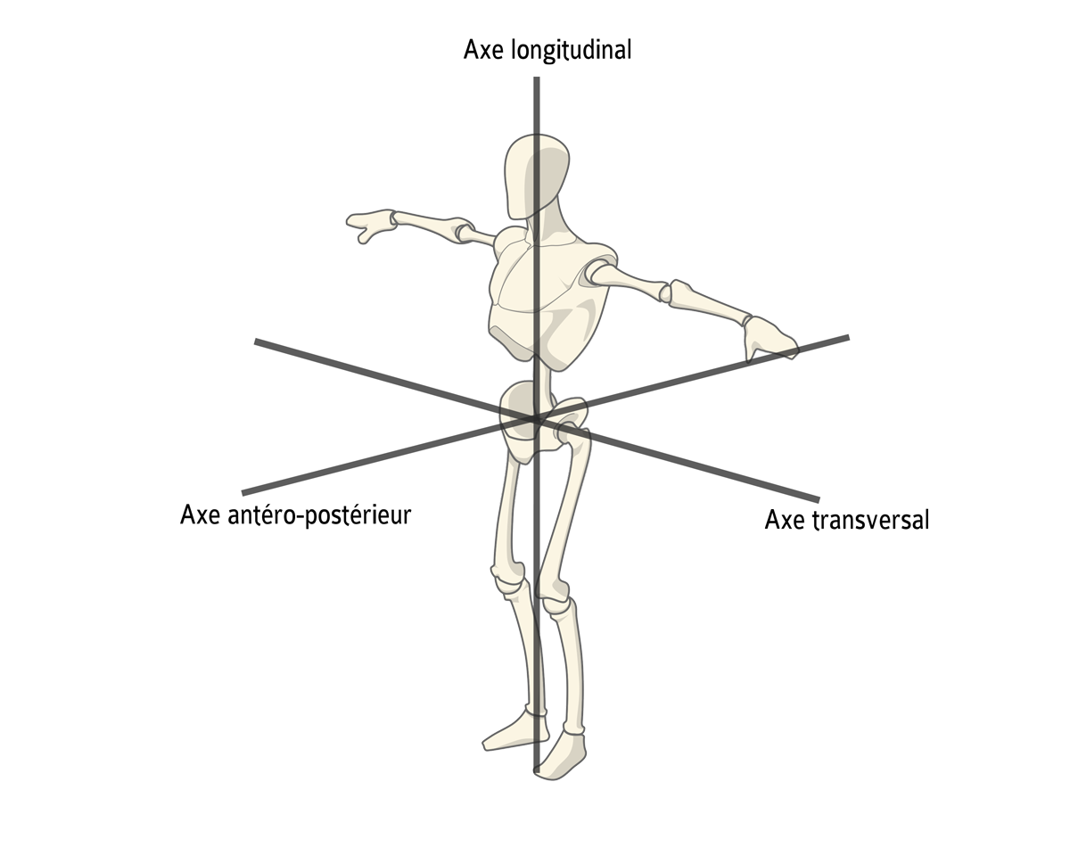 plan anatomique