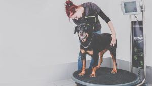 imoove vet : Docteur Vétérinaire avec chien sur plateforme