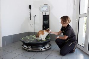 imoove vet : Docteur Vétérinaire avec chat sur plateforme
