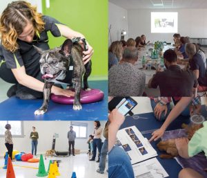 Formation Vétérinaire Allcare innovations chien agé