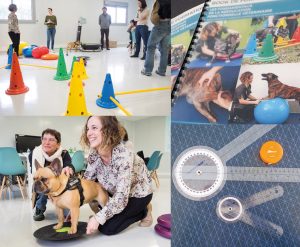 Formation Vétérinaire Allcare innovations Physiothérapie